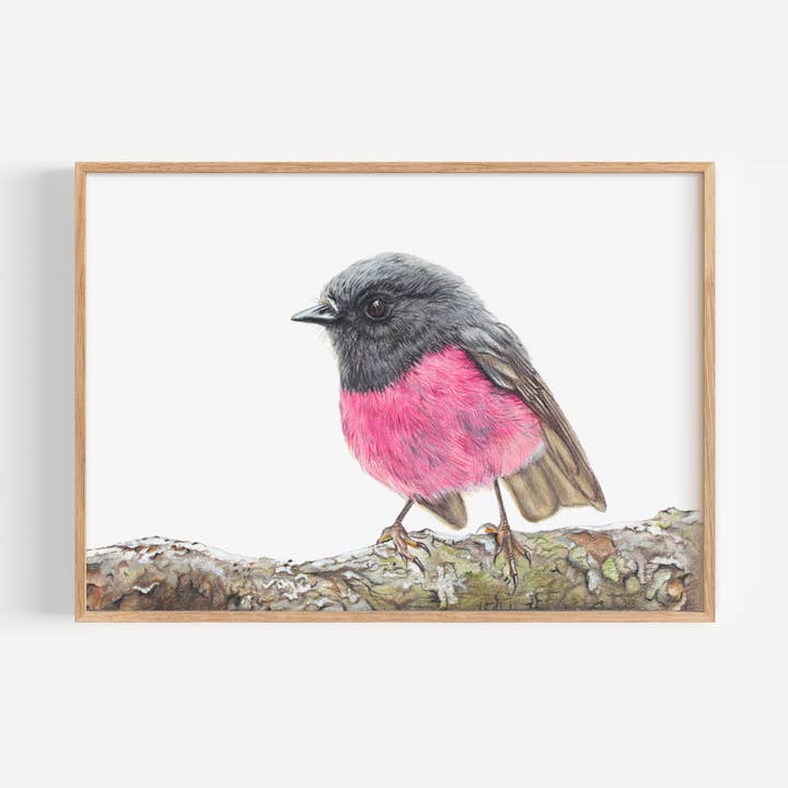 Impression d'art - Rouge-gorge rose pour la vente par Hayley Wilson