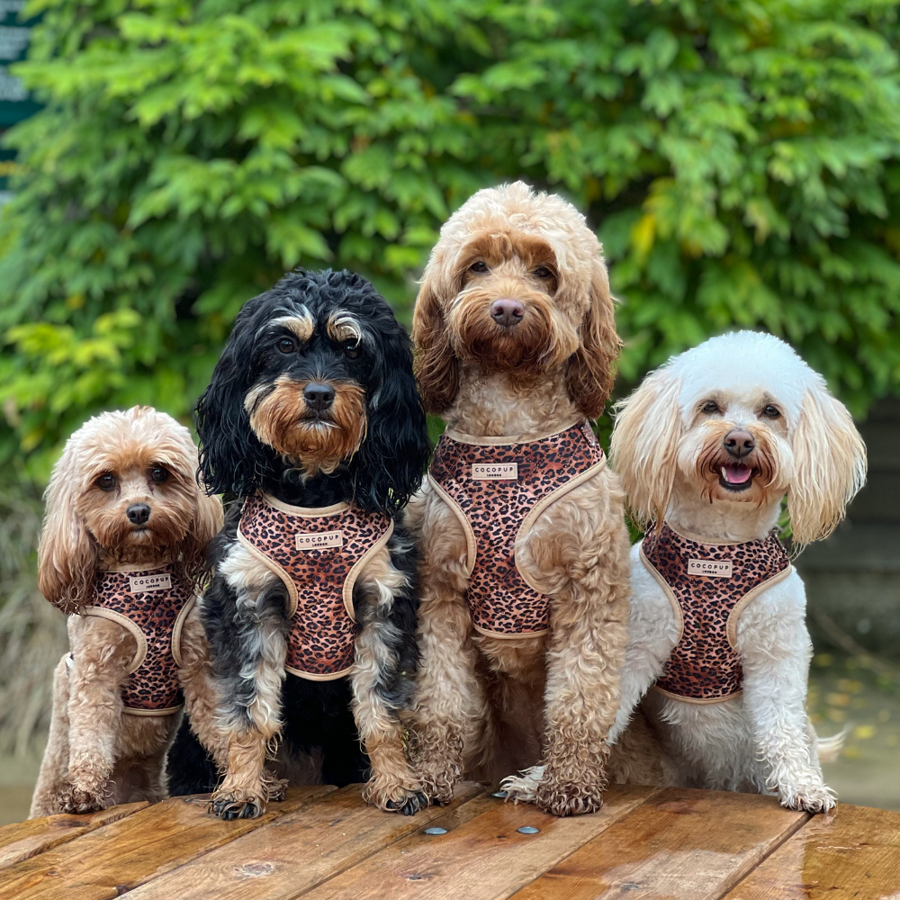 Cocopup London - Wholesale Pet Harness - Dog - Quilted Leopard Pup Adjustable Neck Harness19