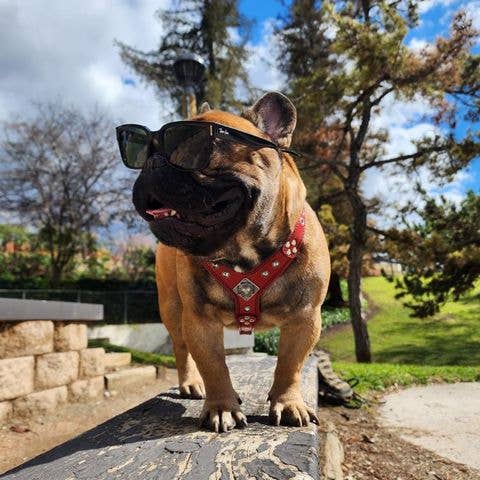 Le harnais Eros noir et orange de taille petite à moyenne pour la vente par Serendipityfile