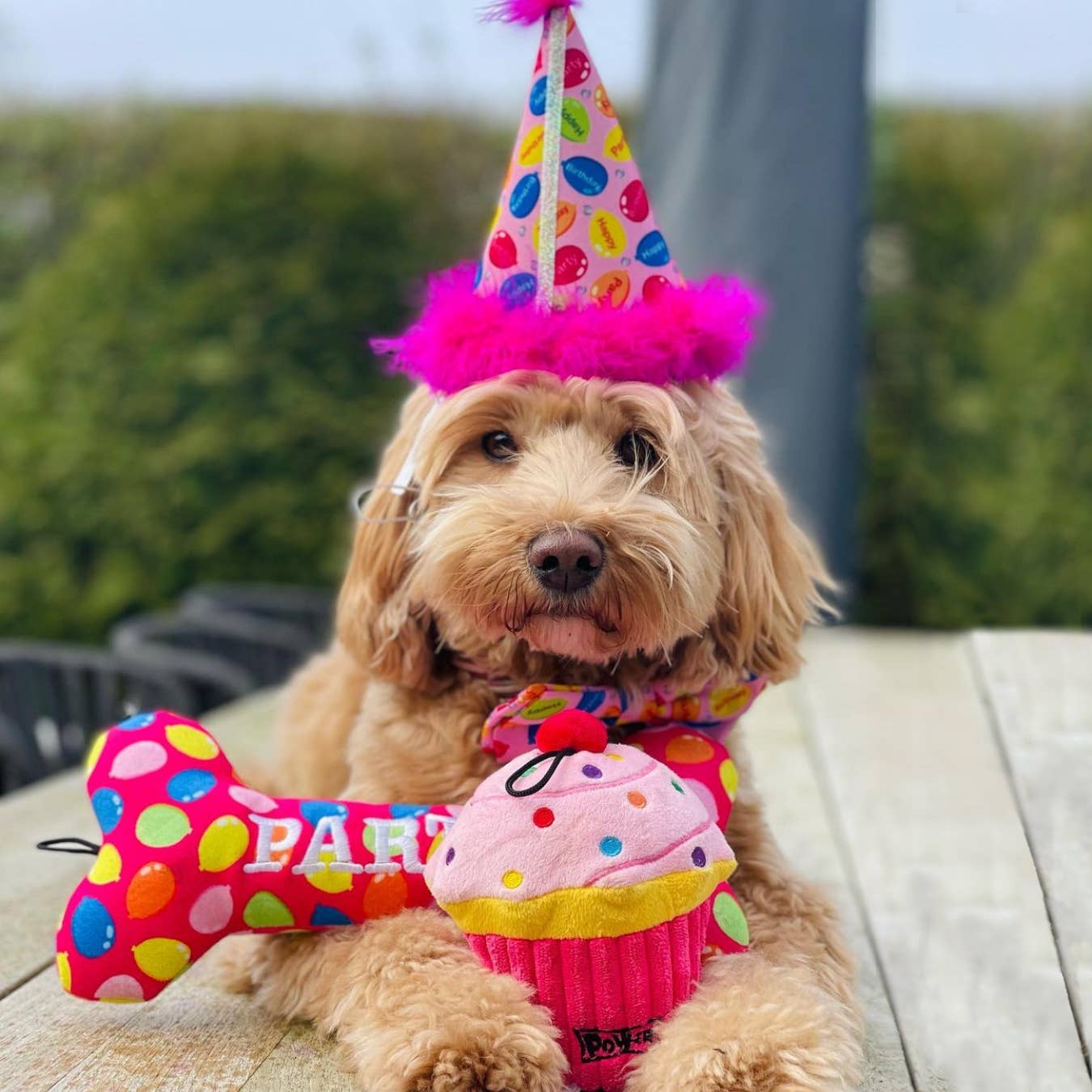 Huxley & Kent - Vente Chapeau – chien - Chapeau de fête rose Party Time avec SnugFit®4
