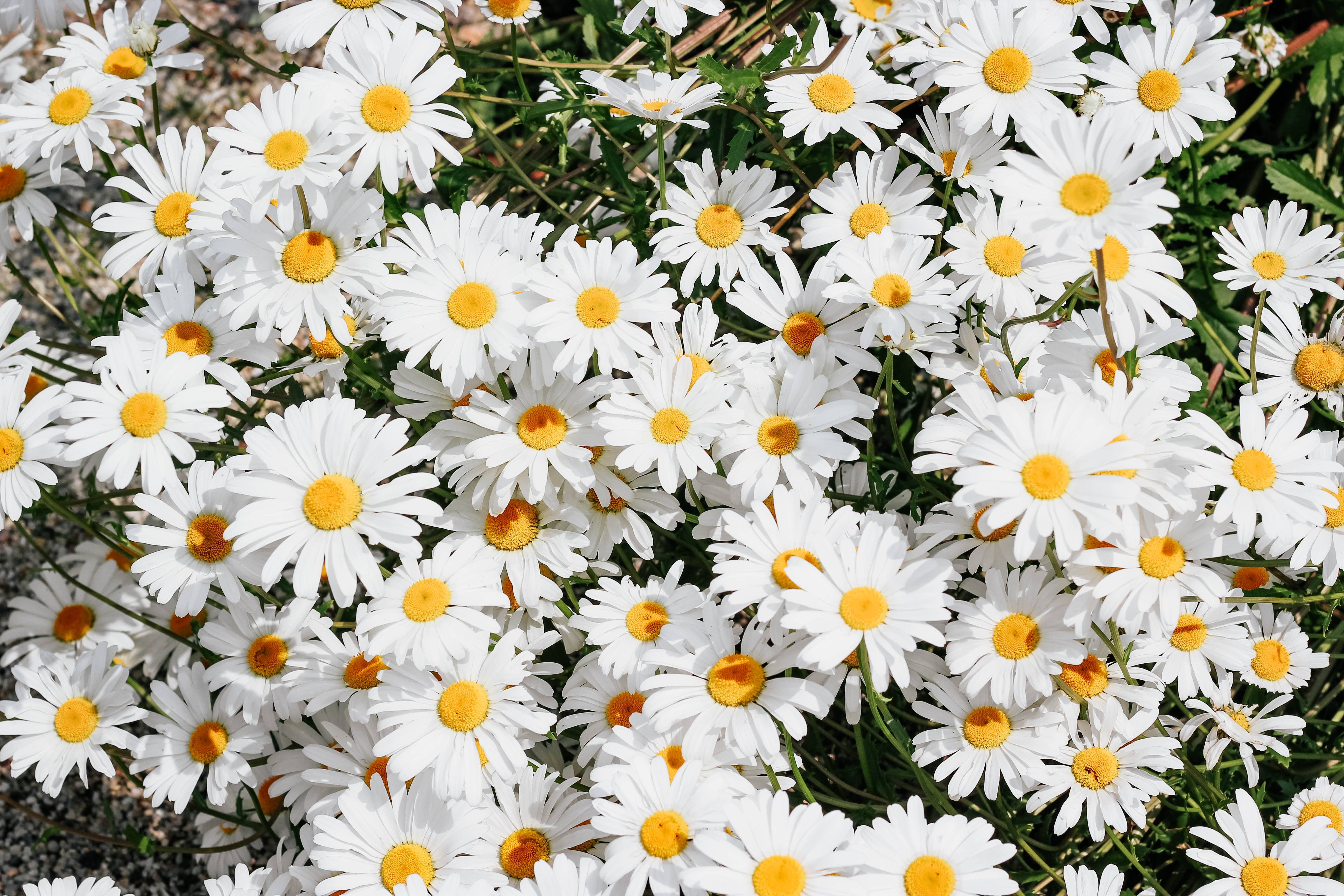 The Jonsteen Company - Wholesale Plant Seeds - Shasta Daisy | Flower Seed Grow Kit7