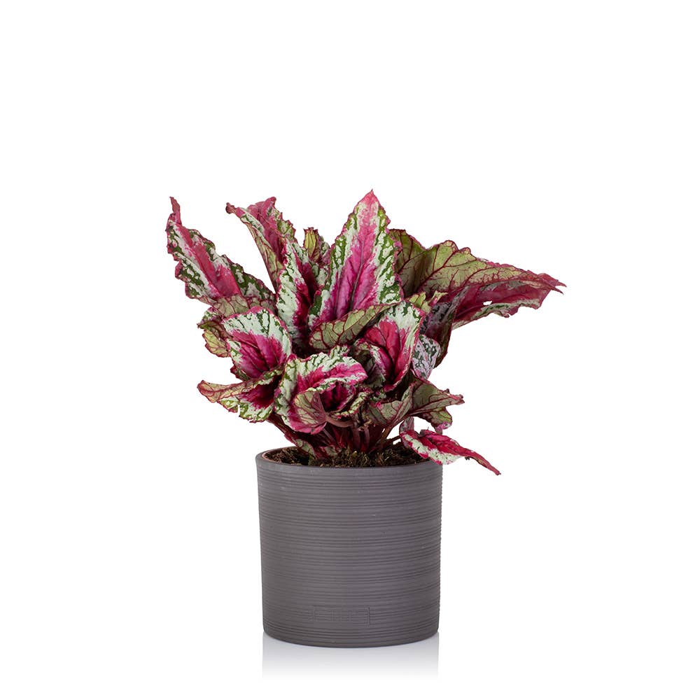 The Little Botanical - Wholesale Live Plant - Living Begonia Beleaf1