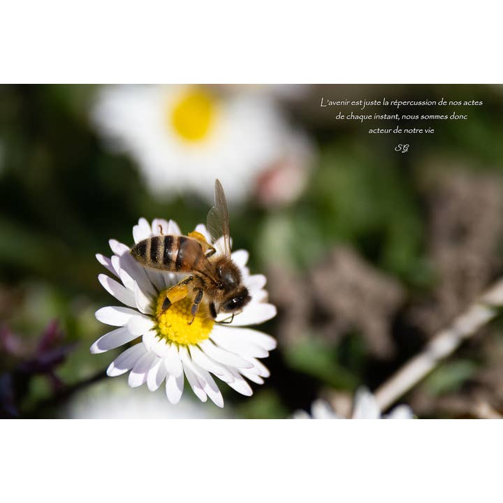 Forårsmorgen for engroshandel hos L'Ecriture D'Un Regard