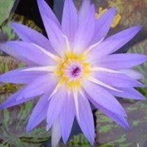 Wetplants - Wholesale Live Plant - Growers Choice Tropical Water Lily (Day Blooming)2