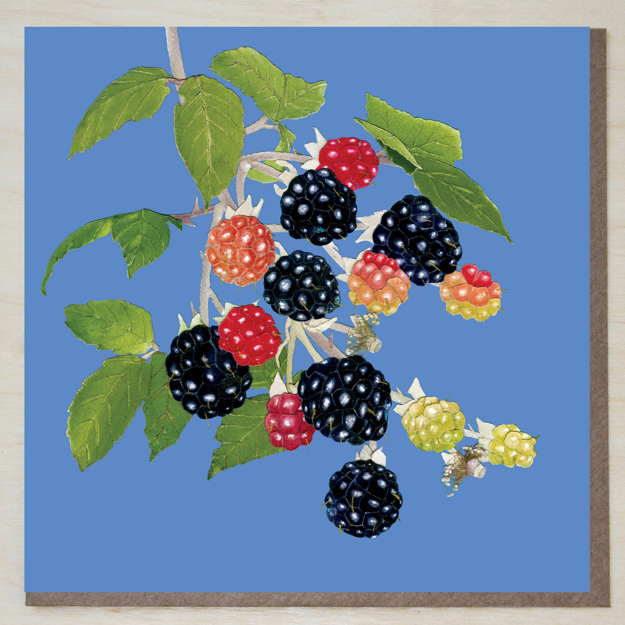 Windsock Press – wholesale Everyday greeting card – Blackberries (fruit cards) 0