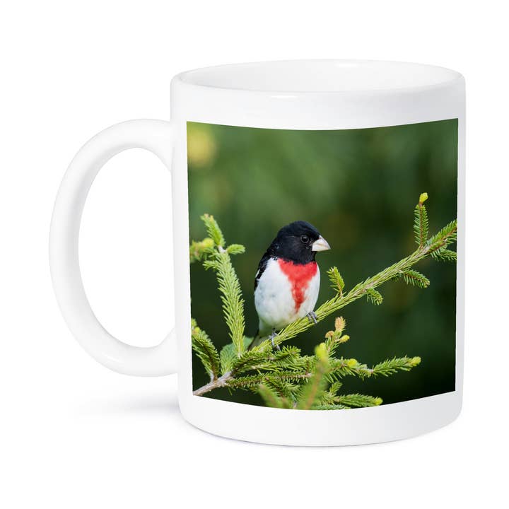 3dRose, Male rose-breasted Grosbeak, Pheucticus ludovicianus in spruce tree., Mug for wholesale by 3dRose