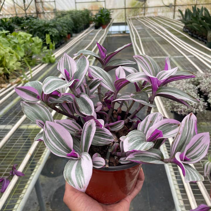 House Plant Wholesale - Wholesale Live Plant - Tradescantia 'Nanouk' - 6" Pot