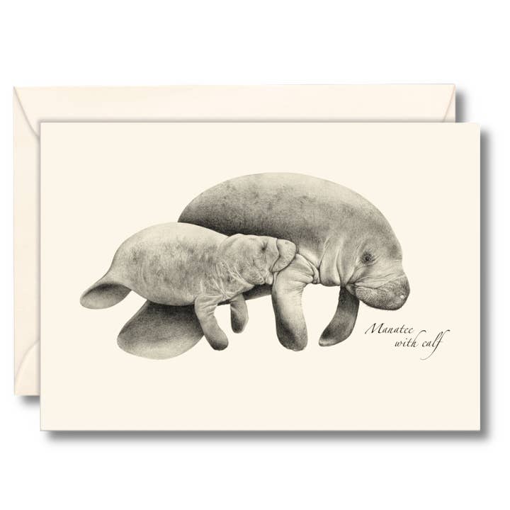 Manatees for wholesale by Earth Sky + Water