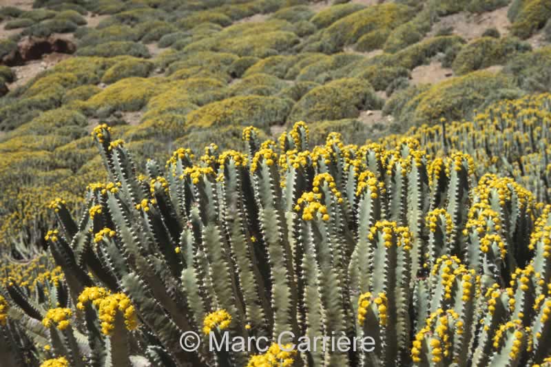 Zayti L.T.D.M - Wholesale Honey - Euphorbia Honey from Morocco - A treasure directly from Morocco2