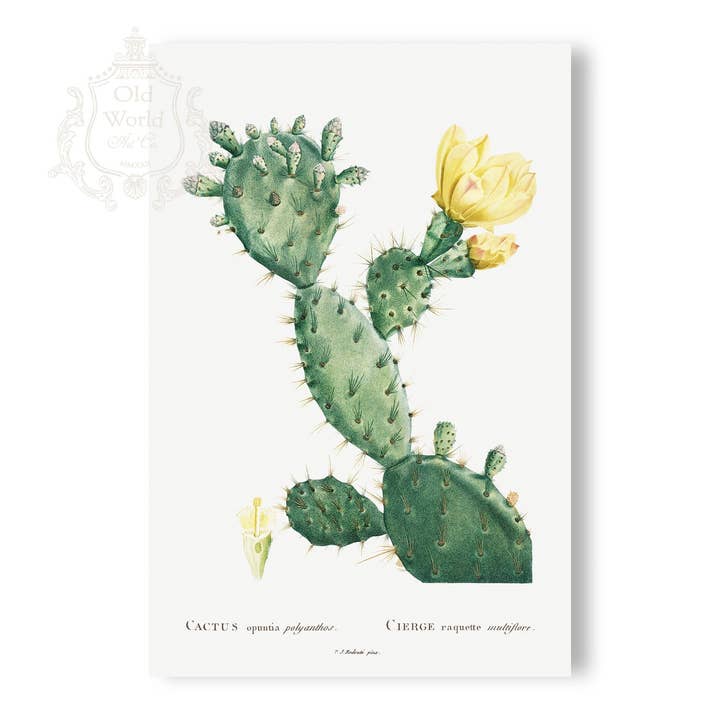 Opuntia Polyanthos kaktustryk for engroshandel hos Old World Art Co.
