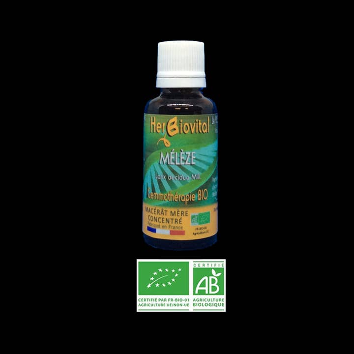 Organic Larch - The Macerate of the ENT sphere for wholesale by HERBIOVITAL