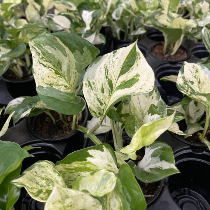 Thorsen's Greenhouse - Wholesale Live Plant - Manjula Pothos - 4" Live Plant4