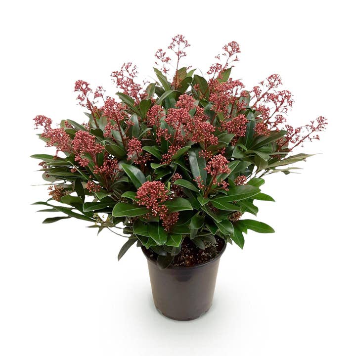 Skimmia japonica Rubella – 19cm altura aprox. 60cm – Floración roja – 40+ flores – Resistente al invierno y perenne – Ideal para parterre balcón terraza para venta al por mayor de Oasis of Life
