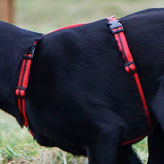 Reg&Bob - Wholesale Pet Harness - Dog - Reg&Bob Harness - M/L - Red stripe0