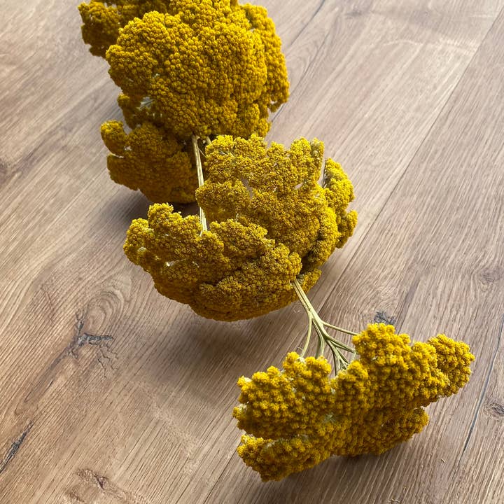 Lovejoy Farms Premium Dried Flowers - Wholesale Dried/Pressed Flowers - Yarrow (Yellow) 12 Stem