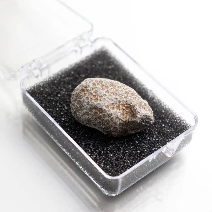 Stemcell Science Shop - Vente Décorations de table - Fossile de Bryozoa4