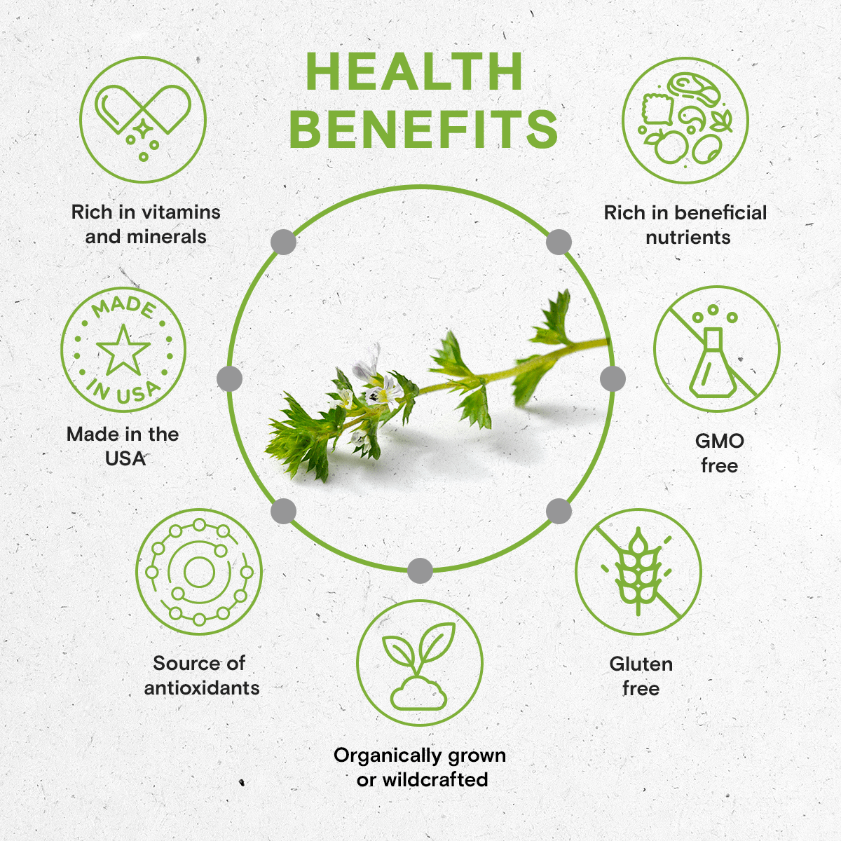 Secrets Of The Tribe – wholesale Tinktur – Eyebright Tinktur4