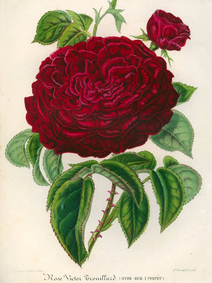 Rose Victor Trouillard for wholesale by Print Collection