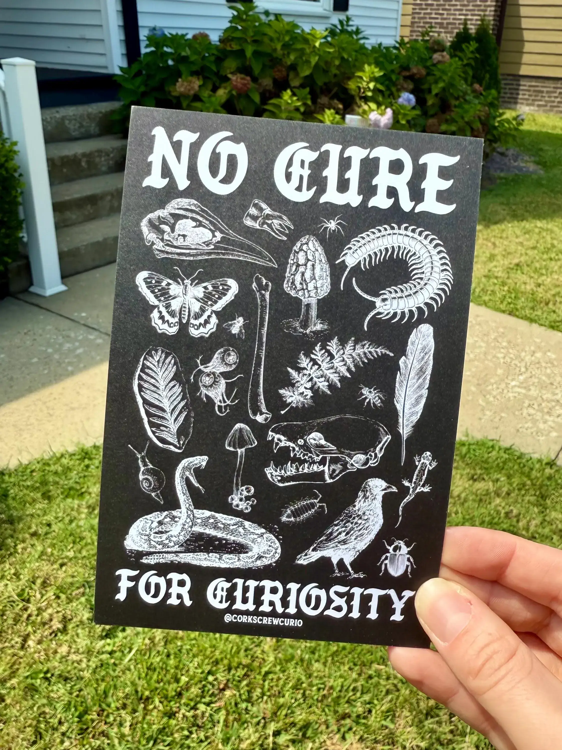 Corkscrew Curiosities - Wholesale Art Print - No Cure for Curiosity Art Print 4x60