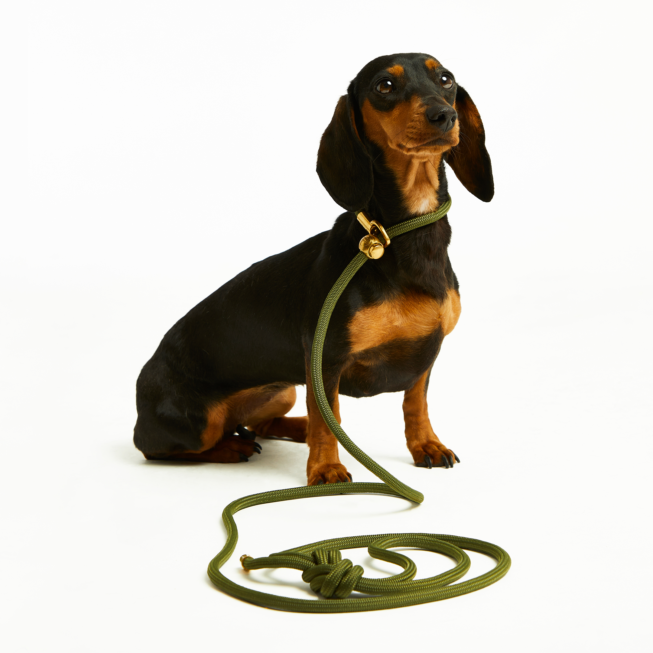 Bubble and Spike - Wholesale Pet Leash - Dog - Mini Olive Gold Simple Slip Lead™1