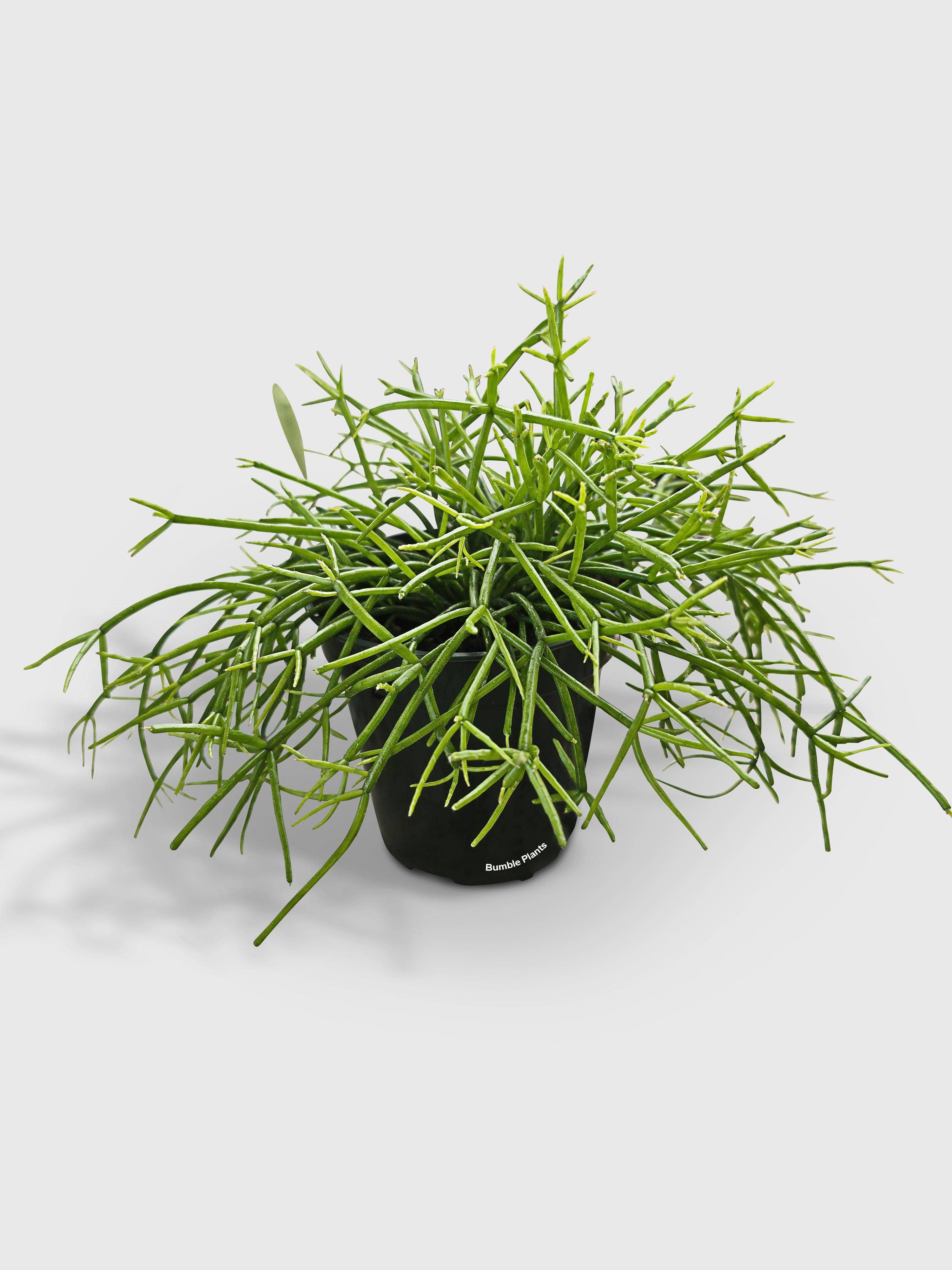 Bumble Plants - Vente Plante - Cactus de gui Rhipsalis Cashero2