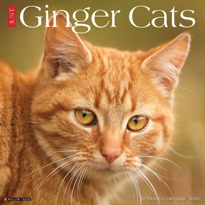 Ginger Cats 2026 Wall Calendar for wholesale by Willow Creek Press & Gifts