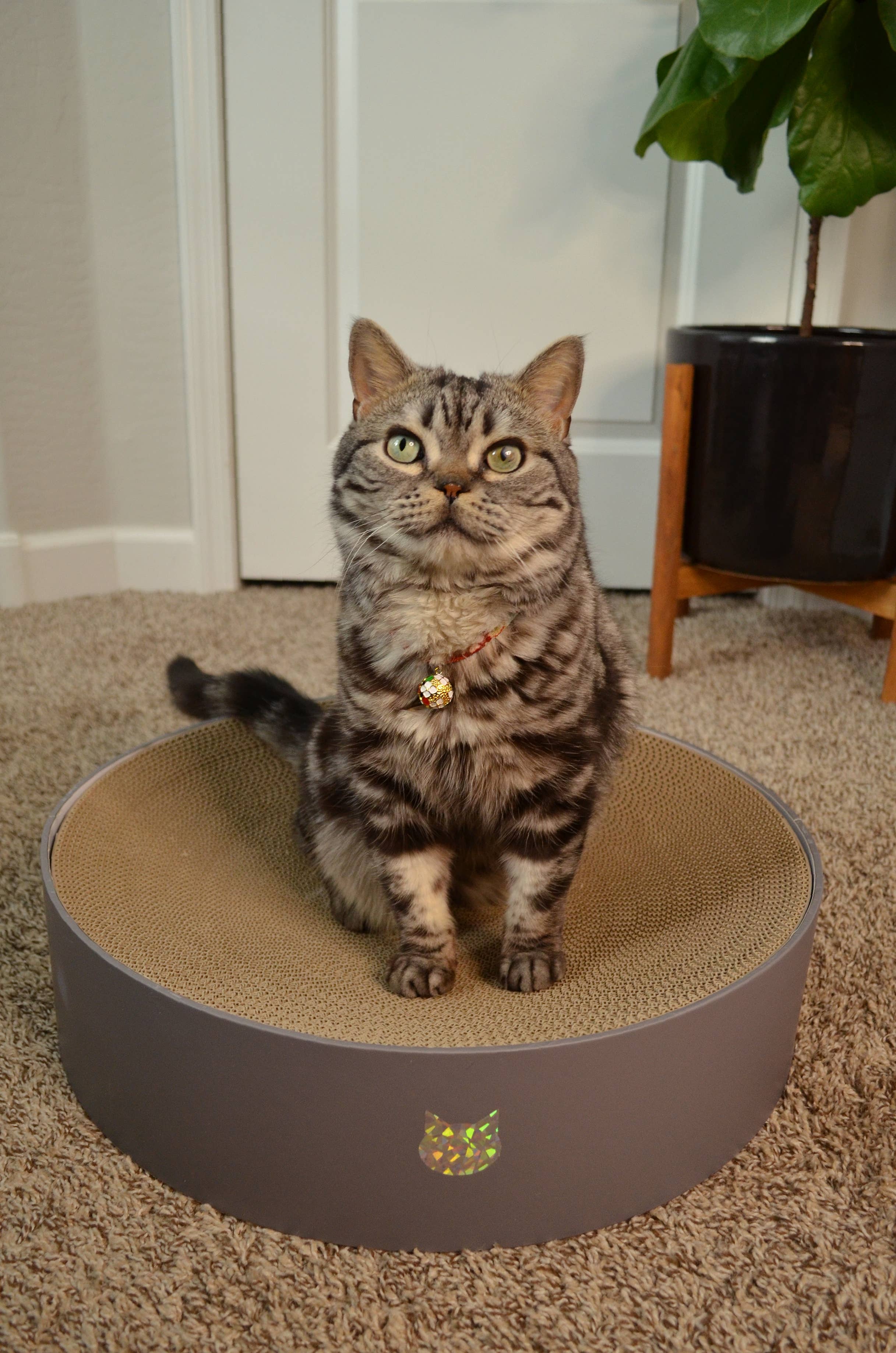 MOON-X USA, INC. – Großhandel Haustier-Kratzfläche – Katze – Cozy Cat Scratcher Napf XL (Hologramm Grau)8