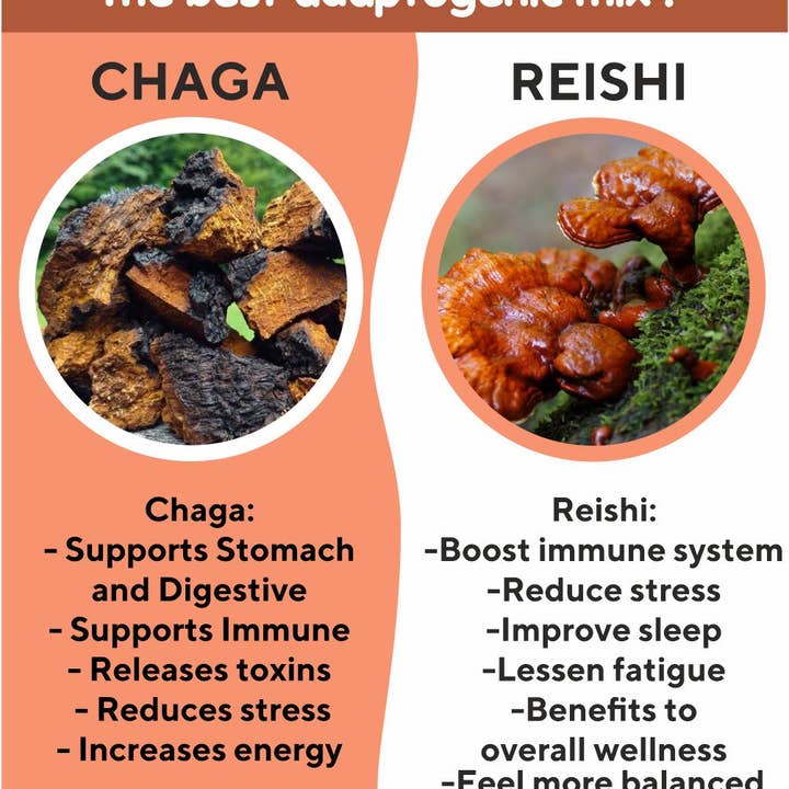 Baikal Tea - Venta al por mayor Tés saludables/desintoxicantes - Chaga + Reishi