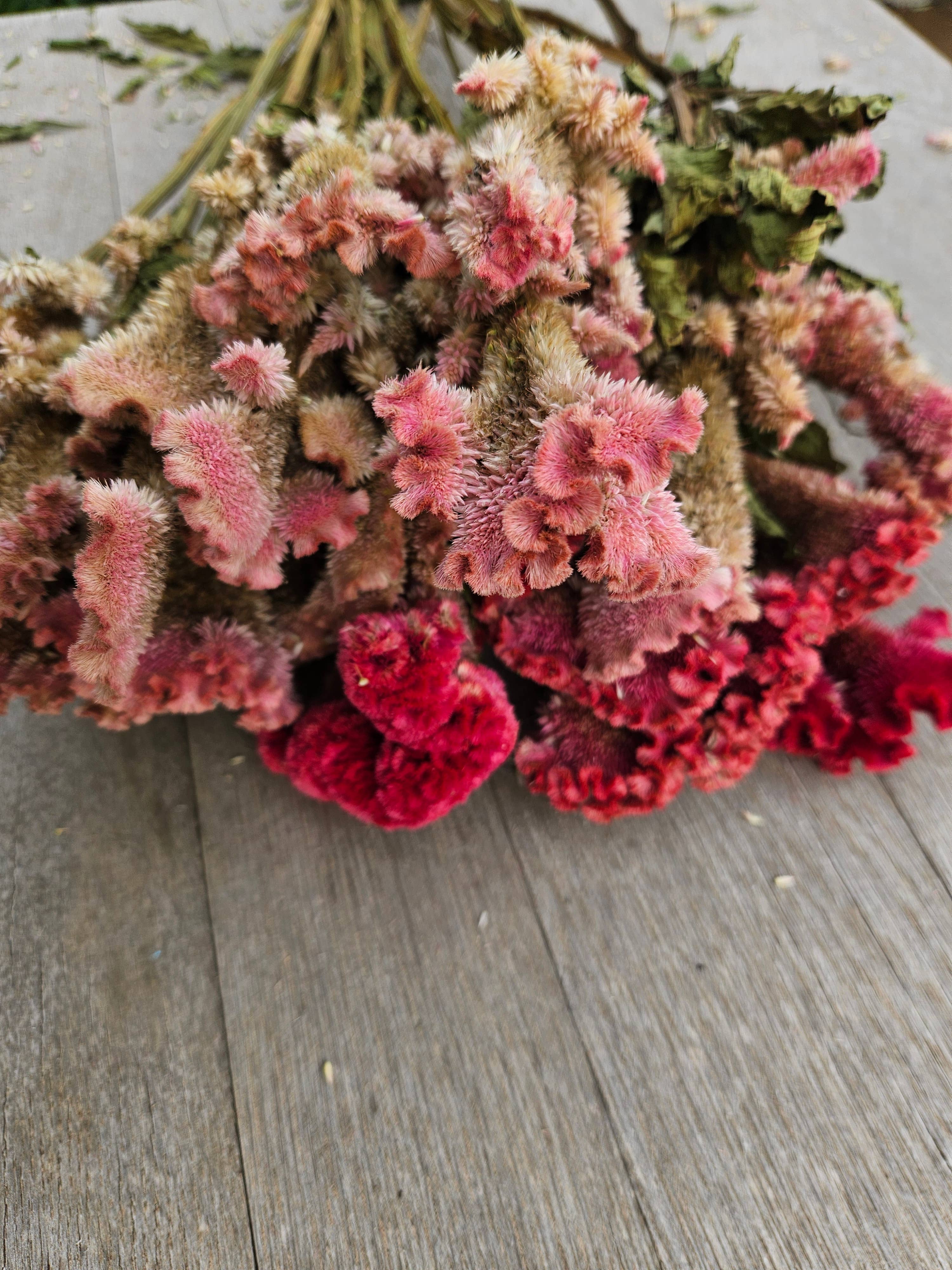 Alissas Flower Farm - Wholesale Dried/Pressed Flowers - Dried Celosia, Comb2