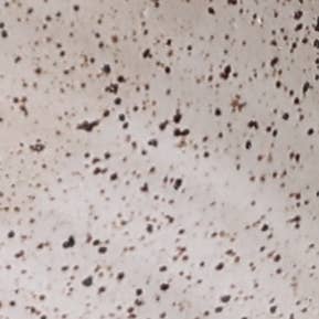 Sawdust and Clay - Wholesale Salt & Pepper Shaker Set - Artisan Ceramic Salt Pigs4