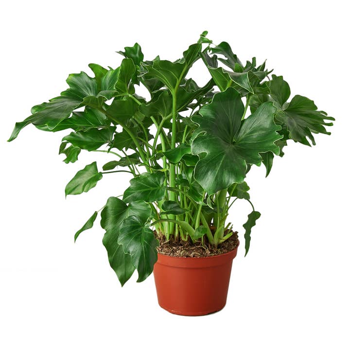 House Plant Wholesale - Wholesale Live Plant - PHILODENDRON LITTLE HOPE 6-inch