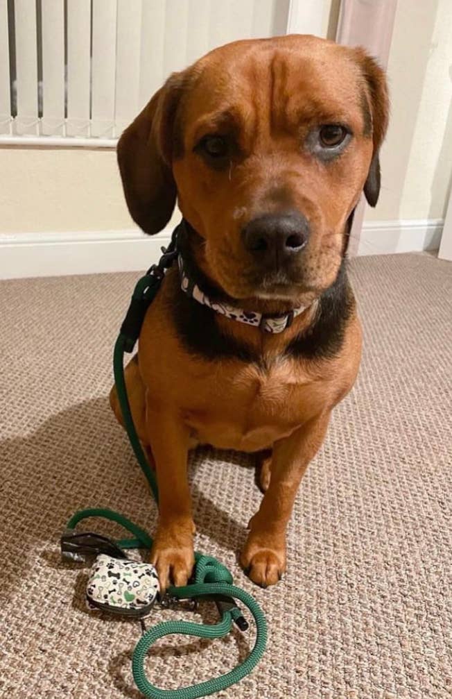 The Muttley Club - Wholesale Pet Poop Bag Dispenser - Give A Dog A Bone Poo Bag Holder2