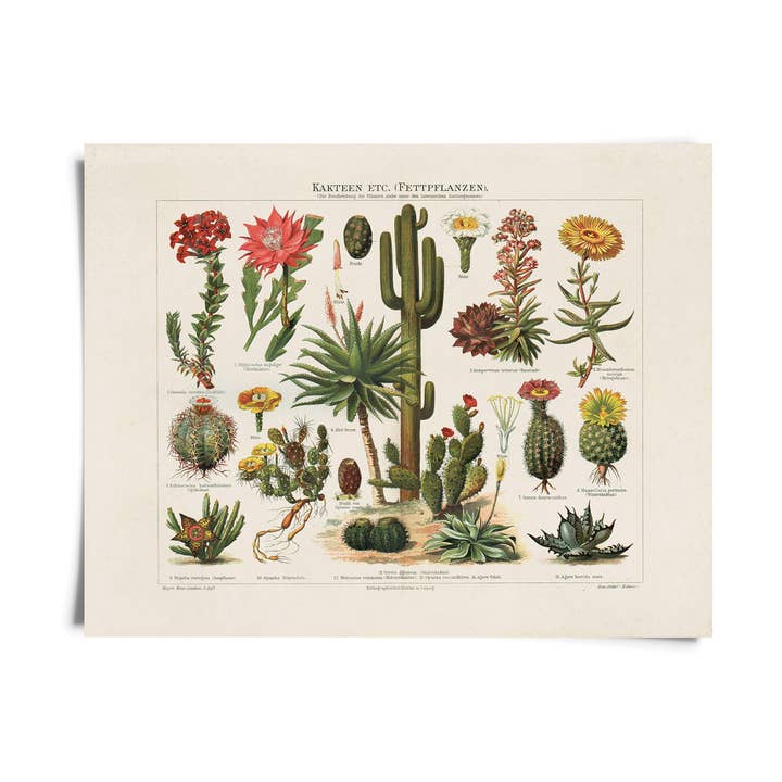 Vintage Botanical Cactus Kakteen 1 Print w/ optional frame for wholesale by Curious Prints