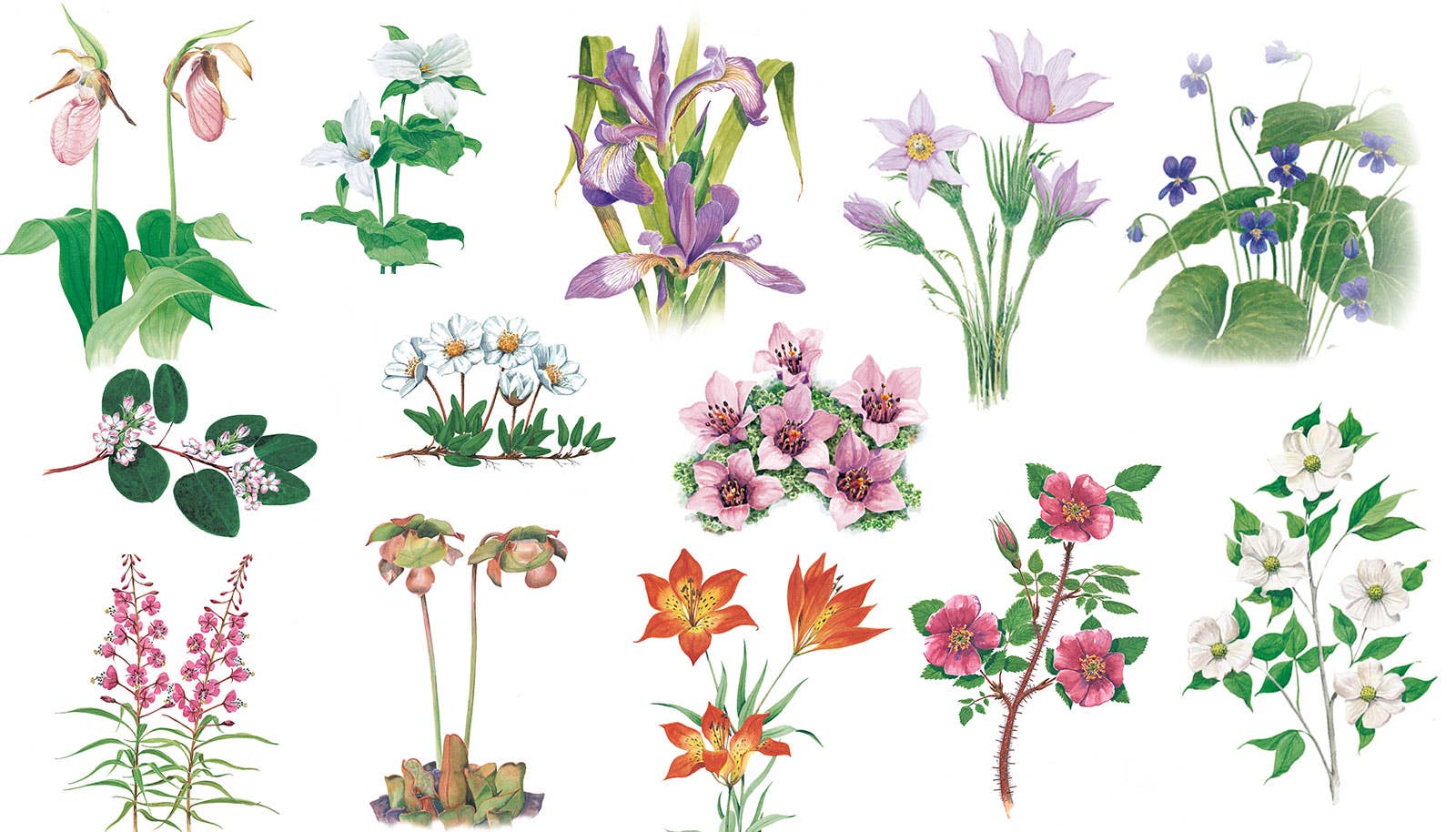 Koigu Wool Designs - Vente Fils à tricoter - Boîtes de Peinture de Fleurs Provinciales (ensembles de mini-écheveaux)16