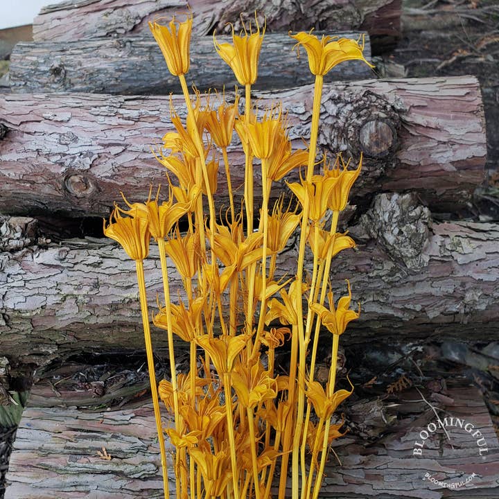 BLOOMINGFUL.COM - Wholesale Dried/Pressed Flowers - Dried Nigella Flower - Mustard Yellow-Orange (033)2