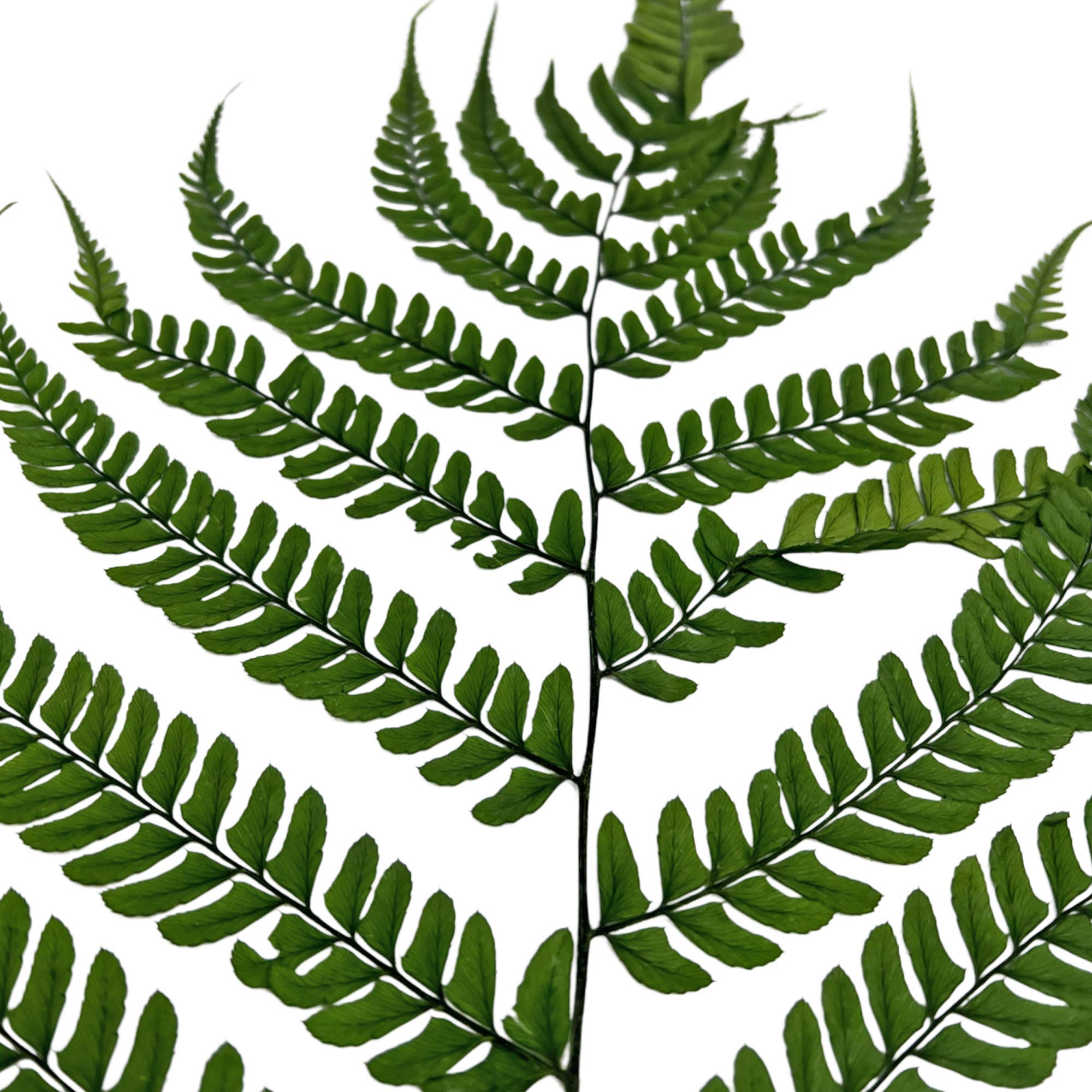 2626 Designs - Wholesale Dried/Pressed Flowers - Dried Preserved Fern 14"18