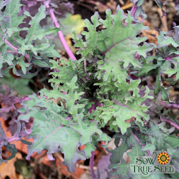 Kale Seeds - Red Russian for wholesale by Sow True Seed
