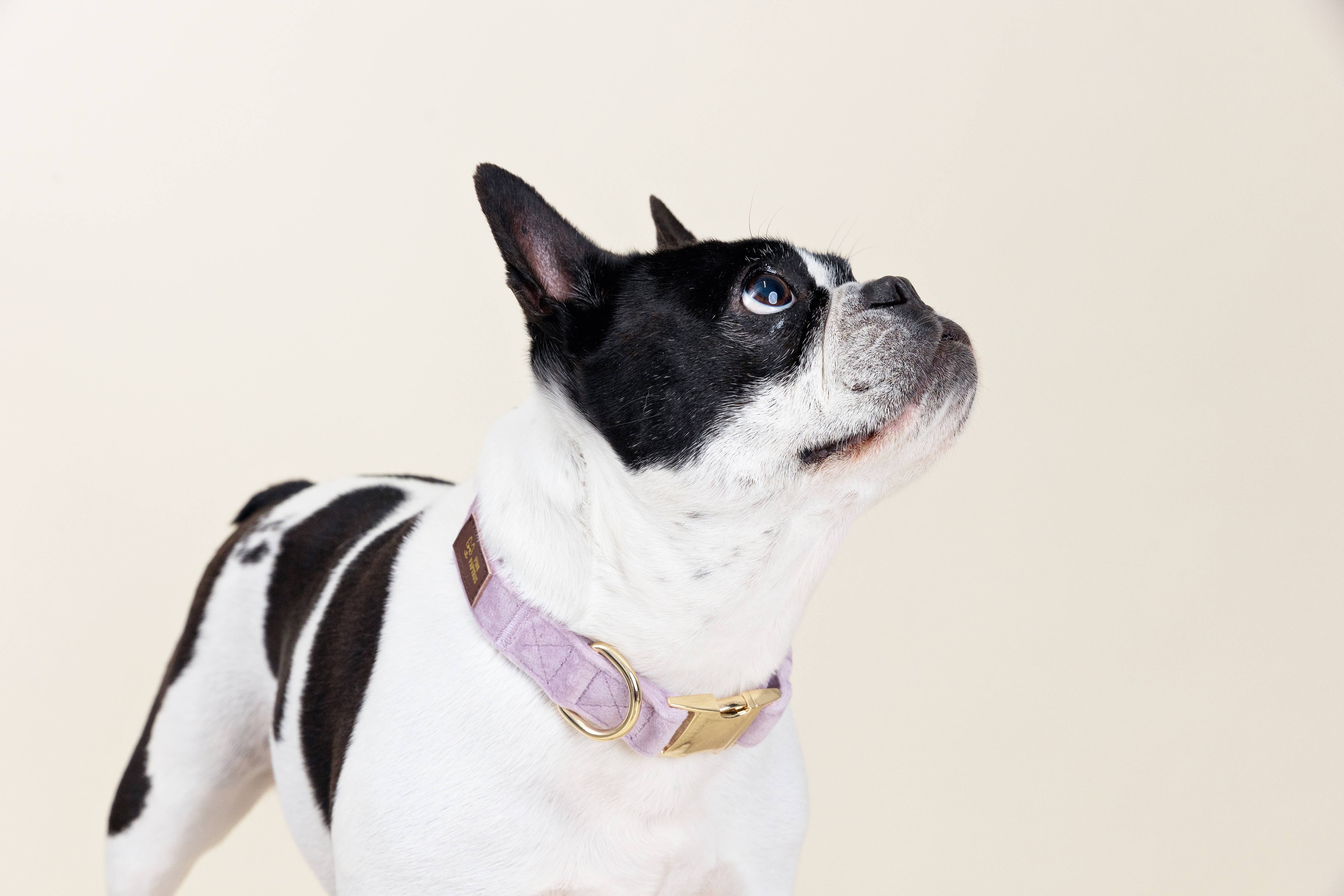 Pink Papyrus | Premium, Durable, & Stylish Dog Products - Wholesale Pet Collar - Dog - Billie Dog Collar | Lilac Dog Collar | Dog Collar2