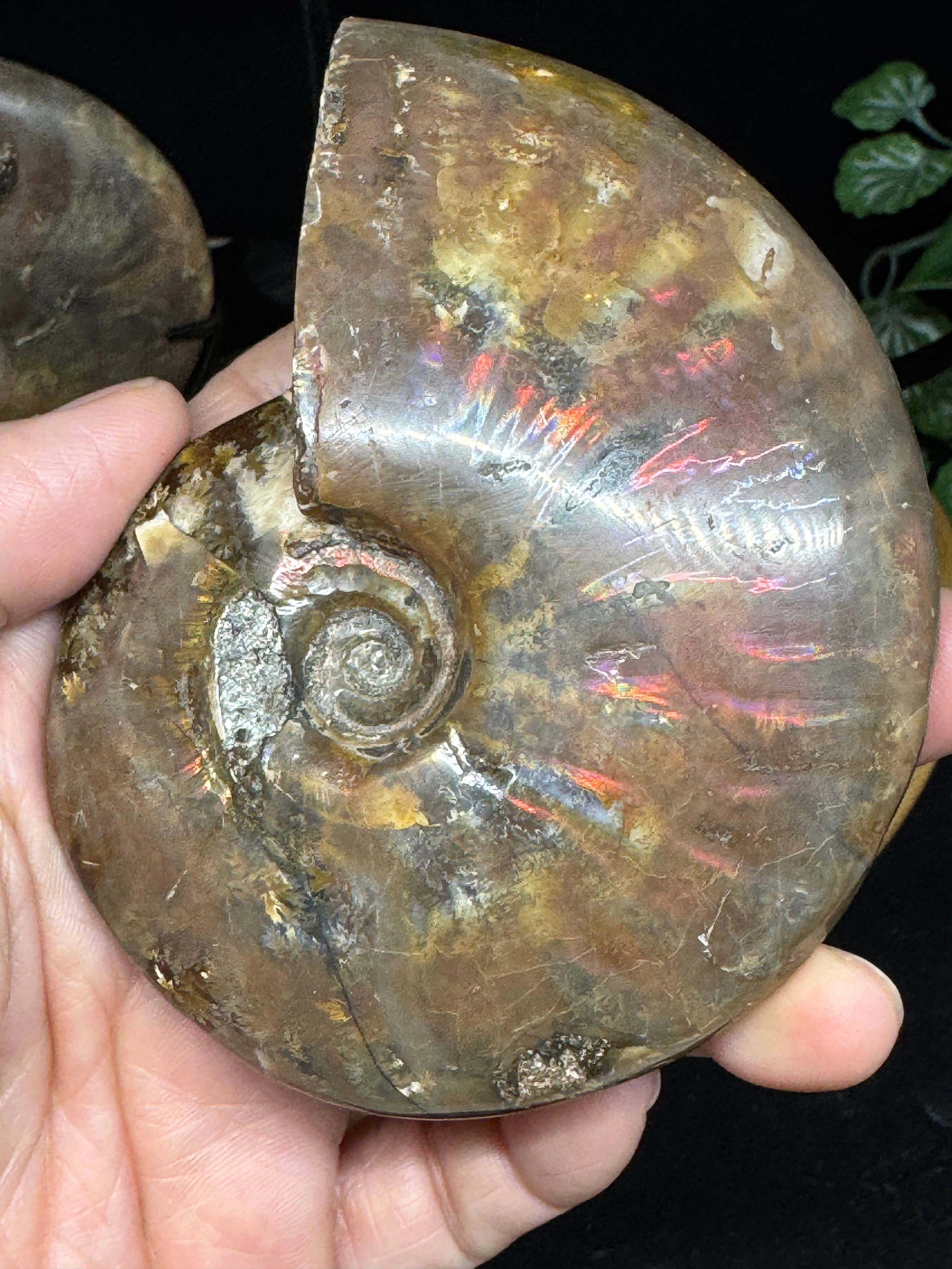 The 7 Directions - Wholesale Spiritual Stone/Crystal - 3 pc Red Lavender Fire ammonite G5475