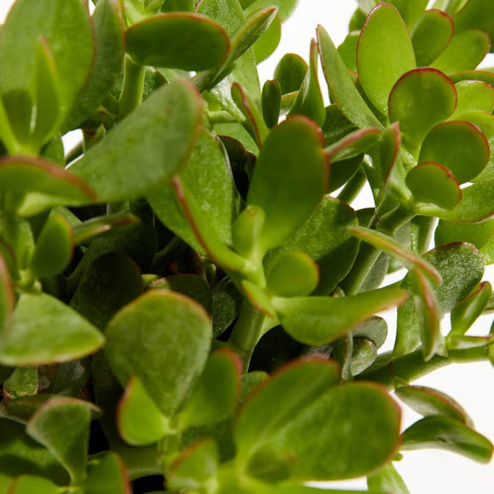 Lively Root - Wholesale Live Plant - Jade Plant27