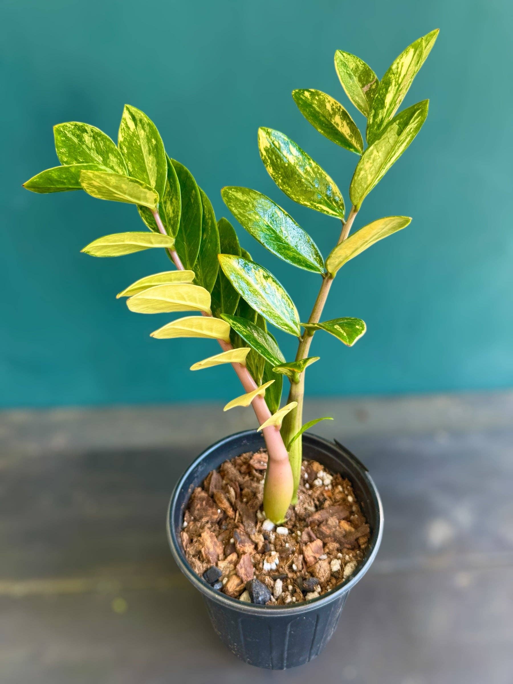Plant Vault - Wholesale Live Plant - Variegated ZZ "Zamioculcas zamiifoli"3