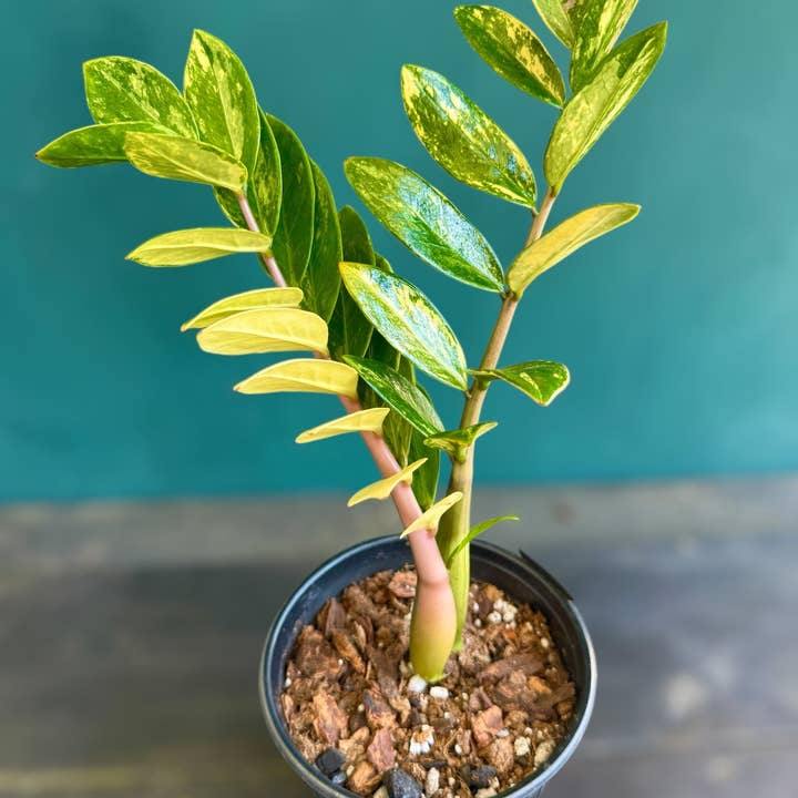 Plant Vault - Wholesale Live Plant - Variegated ZZ "Zamioculcas zamiifoli"3