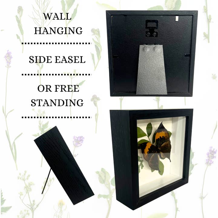 Instar Innovations - Wholesale Wall Accent - Papilio maackii, P. Paris 9x9x2 in Shadowbox Â