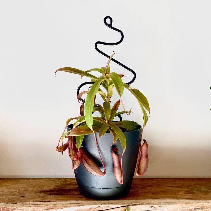 Iron Ivy - Wholesale Trellis - Mini Squiggle trellis