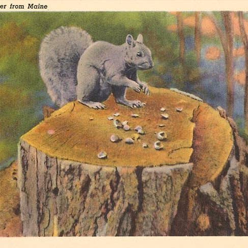 Art Print ME-22 Squirrel for wholesale by Found Image Press