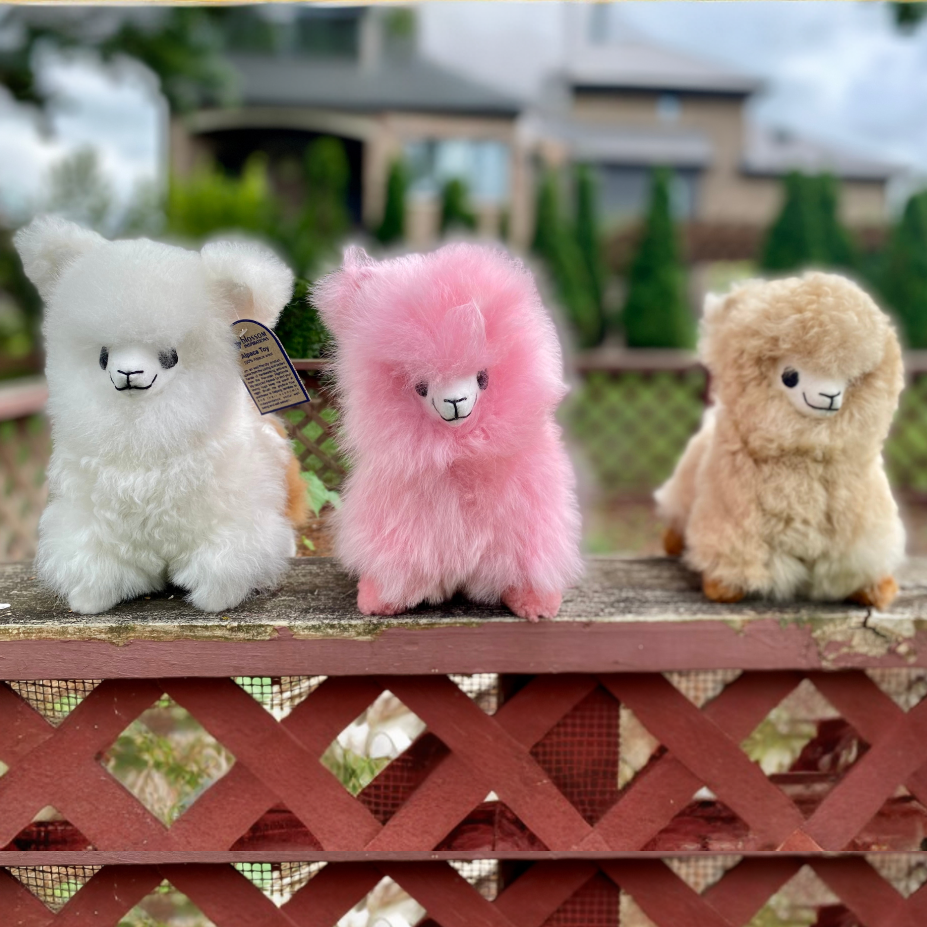 Blossom Inspirations - Wholesale Stuffed/Plush Toy - Kids & Baby - Wawa Kawaii Alpaca Fur Toy10