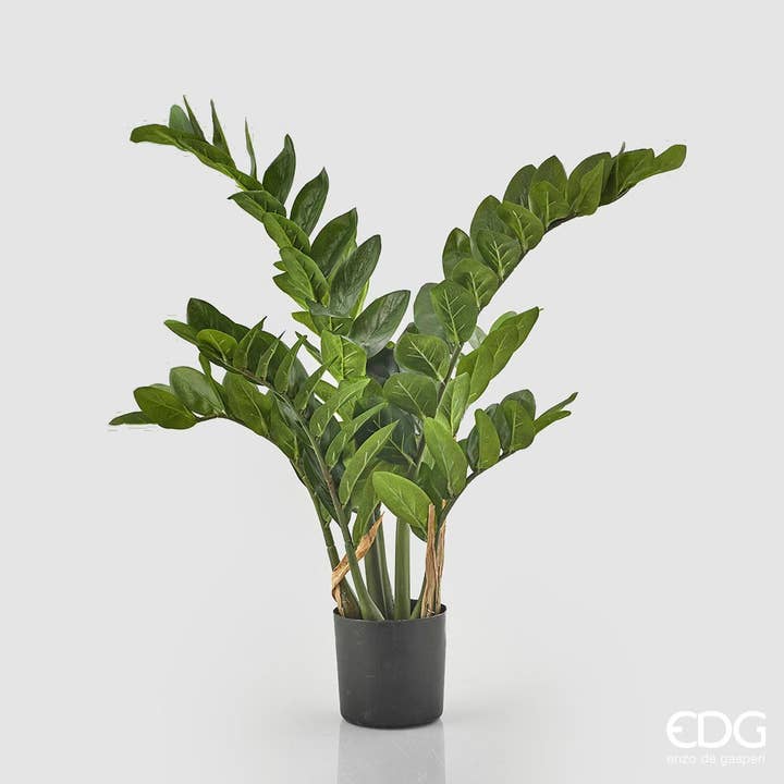 ZAMIFOLIA X7 C/POTE por atacado de edg