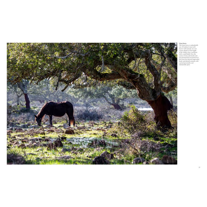 Union Square & Co. - Wholesale Book - Adult - Wild Horses by Tom Jackson