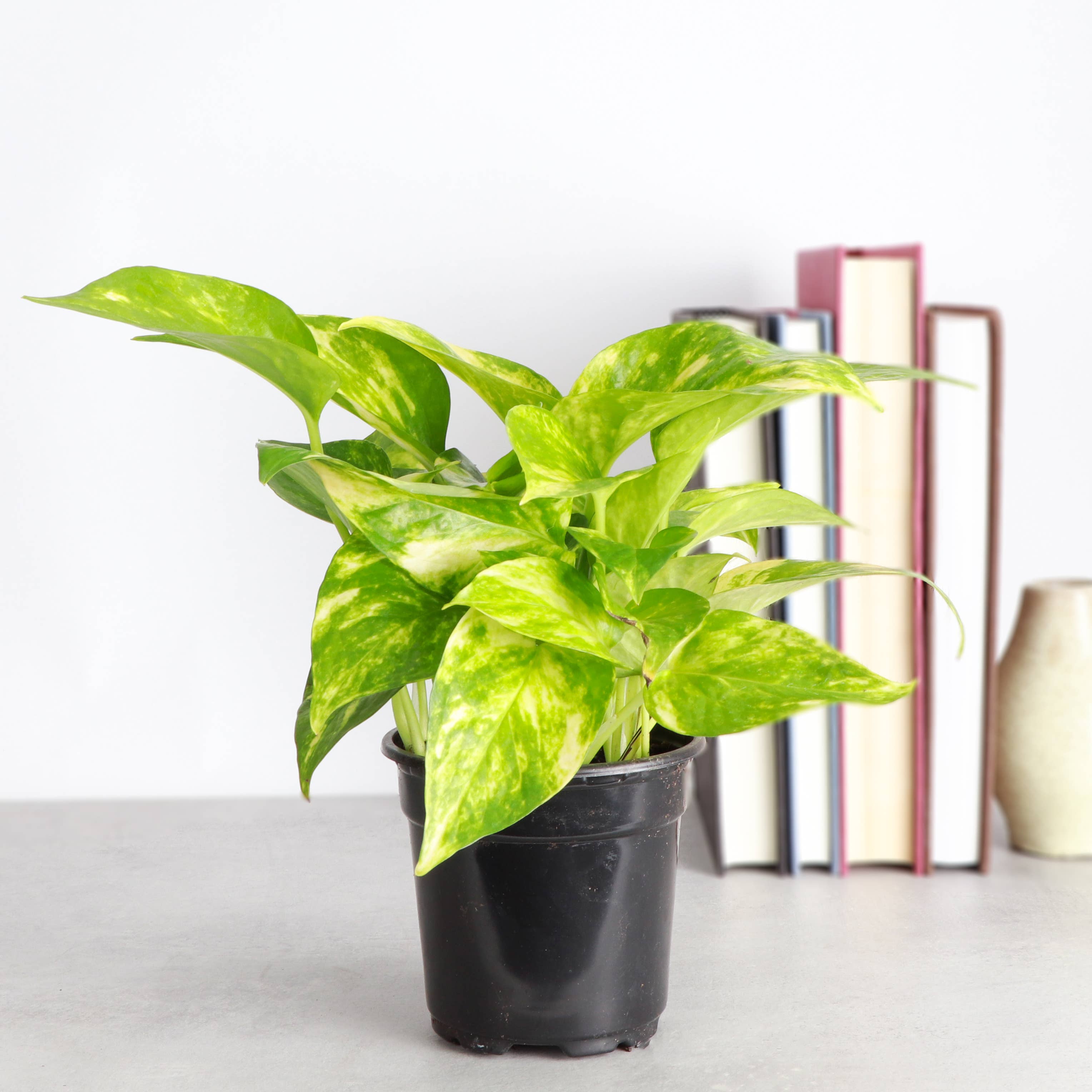 Thorsen's Greenhouse - Wholesale Live Plant - Golden Pothos Plant - Live Plant1