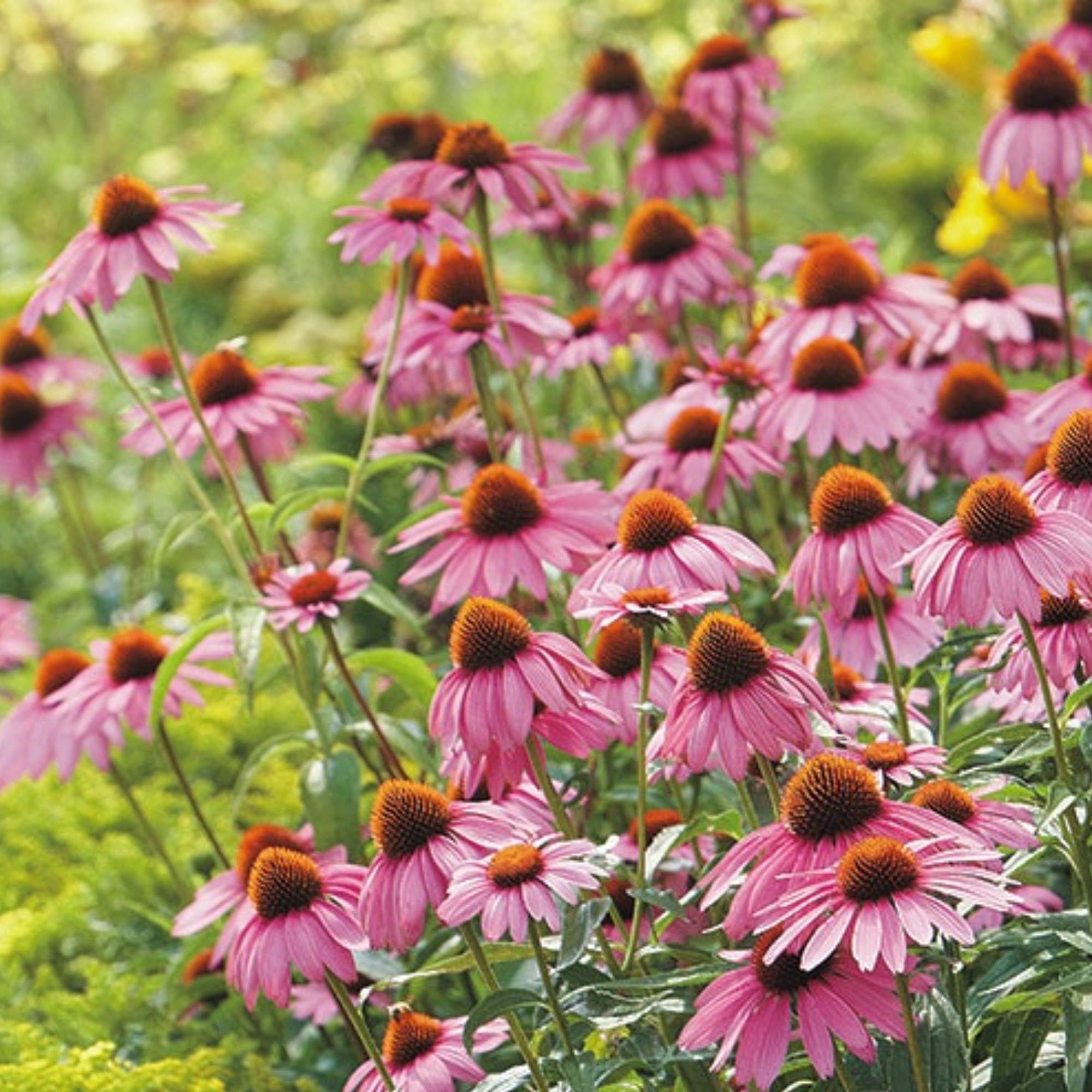 Pop's Birding - Wholesale Retailer Display - Home & Living - 180ct Hummingbird & Butterfly Wildflower Seed - Free Display16